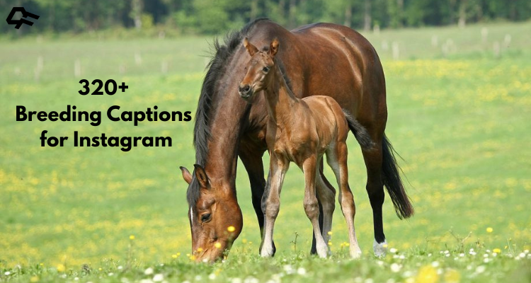 Breeding Captions