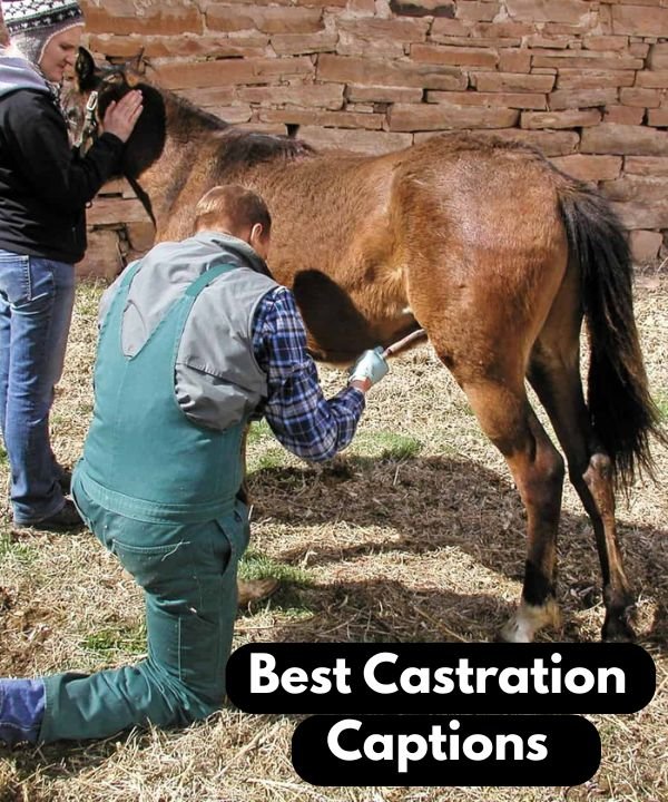 Castration Captions